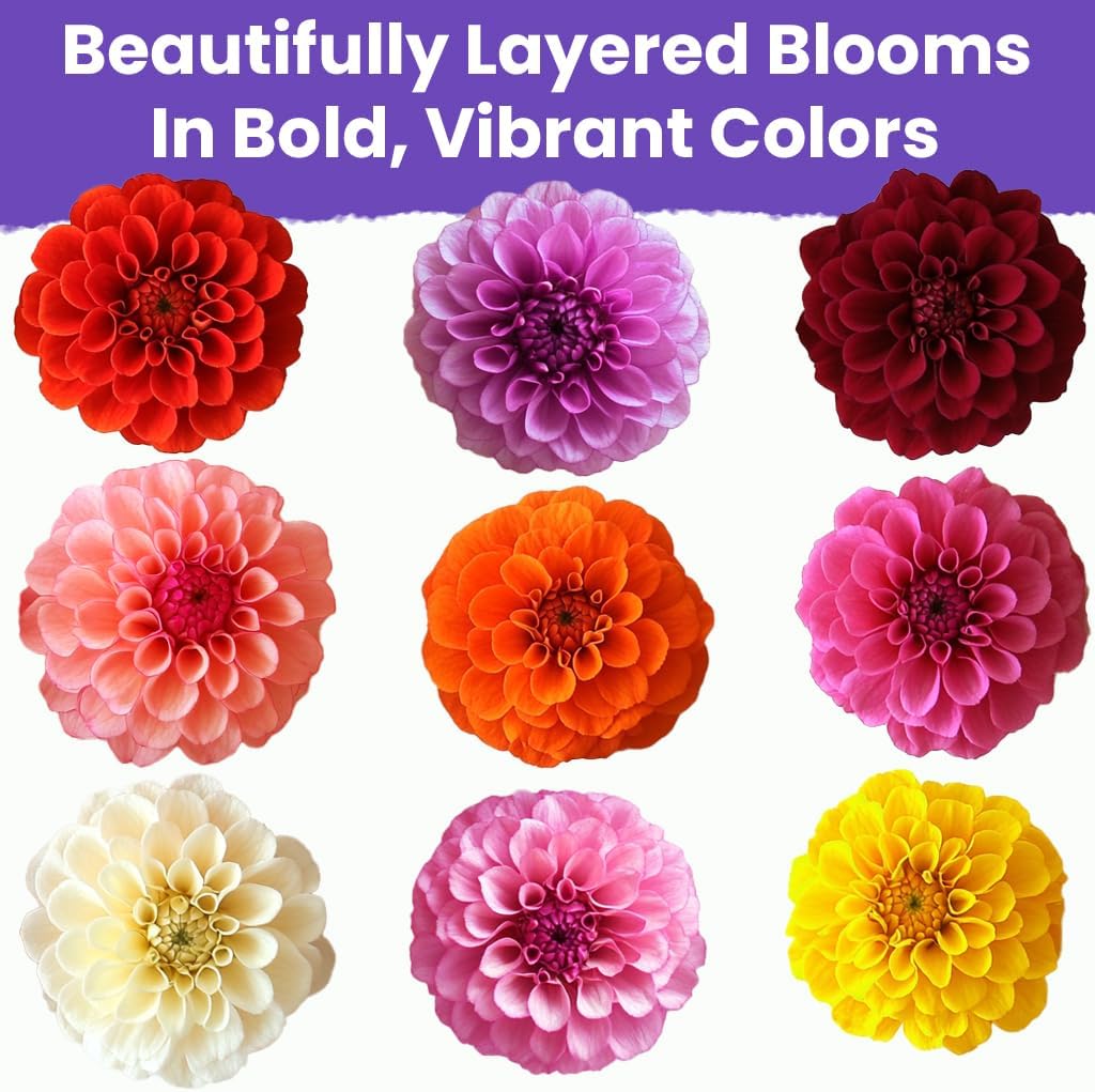 NatureZ Edge Zinnia Seeds for 2025 Planting Outdoors, Over 550 Flower Seeds, 4g, Non GMO Made in USA, Bulk Semillas De Flores para Sembrar, Dahlia Mix, Easy to Grow Zinnia Seed Mix