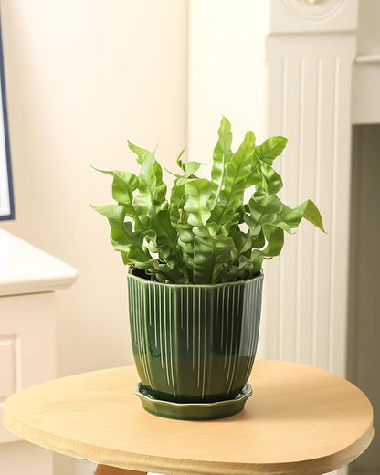 ADN Ceramic Planter - Large Plant Pot Geometric Design Flower Pot with Drainage Hole and Saucer for Outdoor Indoor Plants (Green, 6 in)