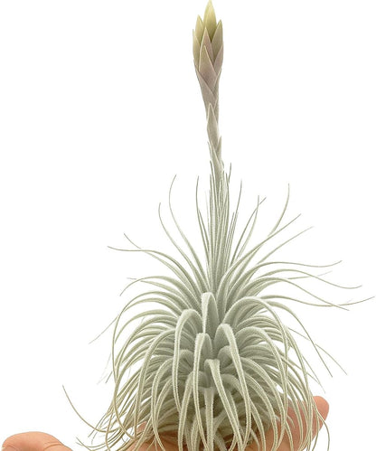 Live air Plant - Tillandsia Tectorum Air Plant 4-6" – 5ct – Unique Shape with Silvery Fuzz – Low Maintenance Houseplant – Perfect for Decor, Terrariums, Gifts - Live Arrival Guaranteed
