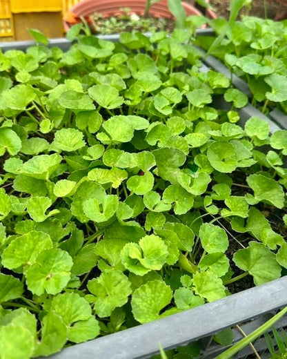 1200 Centella Seeds – Gotu Kola, Rau Má, Centella Asiatica, Asiatic Pennywort, Indian Pennywort, Brahmi, Mandukaparni – Non-GMO, Heirloom – Vegetable Seeds for Yard & Garden