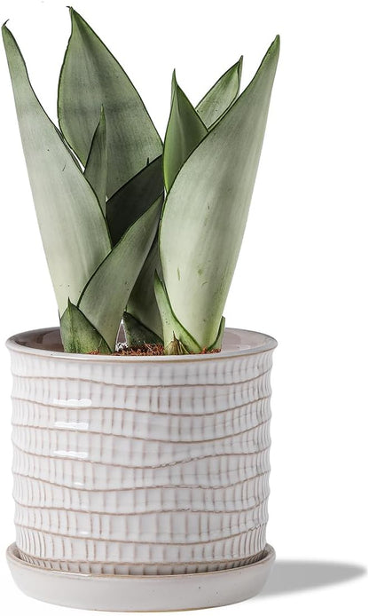 5.8 Inch Plant Pot: Ceramic Planter with Drainage Hole & Saucer - Cream White Flowerpot for Indoor & Outdoor Plants - with Separate Tray for Home & Office - Wave Embossed Design
