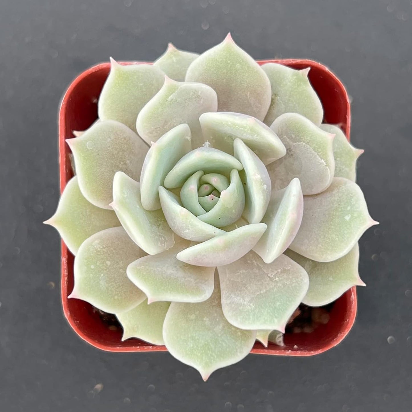 Sprout N Green 2in Echeveria Lola, 1 Pack Live Mini Succulent Plant Fully Rooted in Pot, Real House Plant for Indoor Outdoor Home Office Wedding Decoration DIY Projects Party Favor