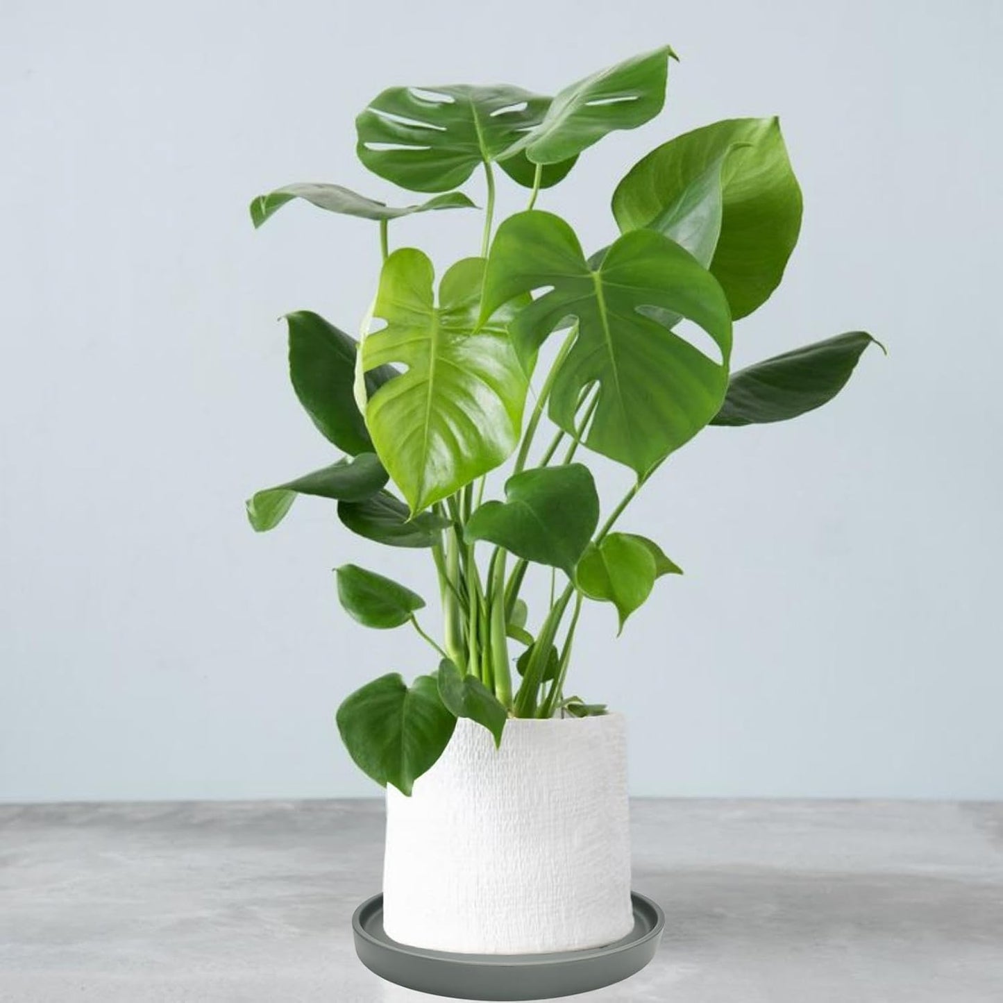 2 Pack Ceramic Plant Saucer Pot Tray 6 Inch, Planter Saucers 4 5 6 7 8 9 10 11 12 13 Inch for Indoors Outdoor, Durable Sturdy Flower Drainage drip Water Tray for Glazed Pots Base (6.4 Inch-Grey)