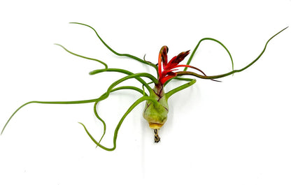 Air Plants - Flowering Tillandsia Bulbosa Belize, Giant 7-9" - 1ct - Live Arrival Guaranteed - House Plants for Home Decor & Gift