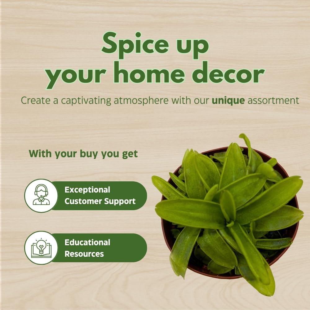 BubbleBlooms Carnivorous Plant Assortment Set, 5 Live Different Plants in 2 inch Pots