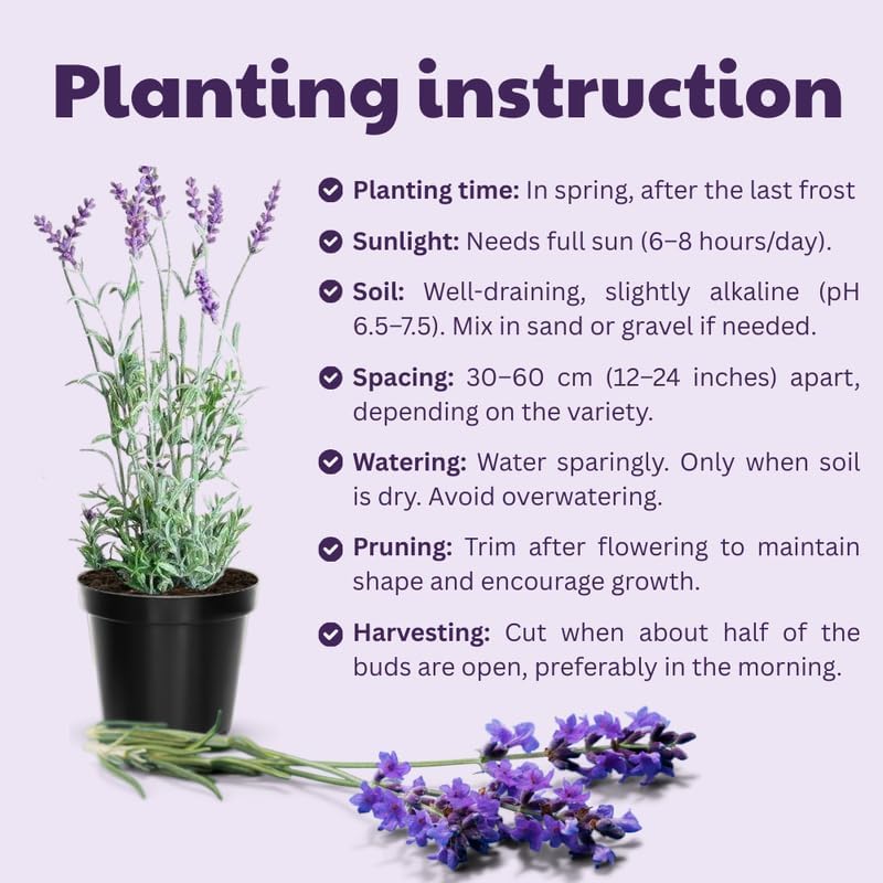 Pack 2 Provence Lavender Live Plants, Perennial Purple Lavender Flowers Shrubs, Fragrant Flower Herb for Planting 4-8 Inch