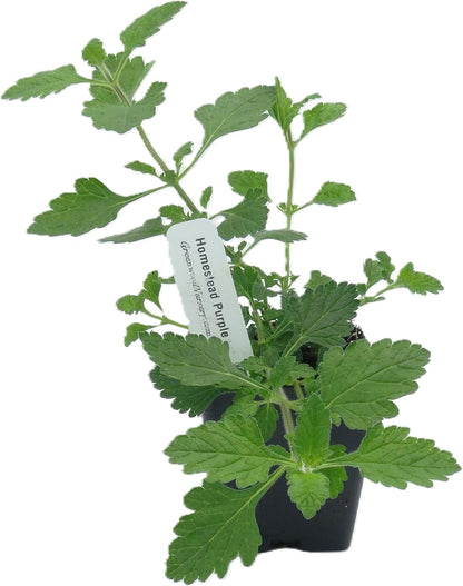 Greenwood Nursery: Live Perennial Plants - 'Homestead Purple' + Verbena Canadensis - [Qty: 5X Pint Pots] - (Click for Other Available Plants/Quantities)