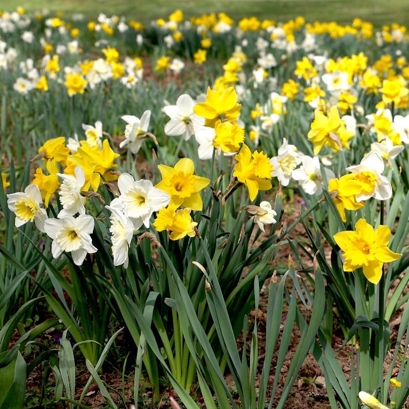 100 Mixed Daffodil Bulbs – Bulk Pack of Spring-Blooming Narcissus – Deer Resistant & Cold Hardy – Easy Fall Planting - Plant in Gardens, Borders & Flowerbeds - Willard & May