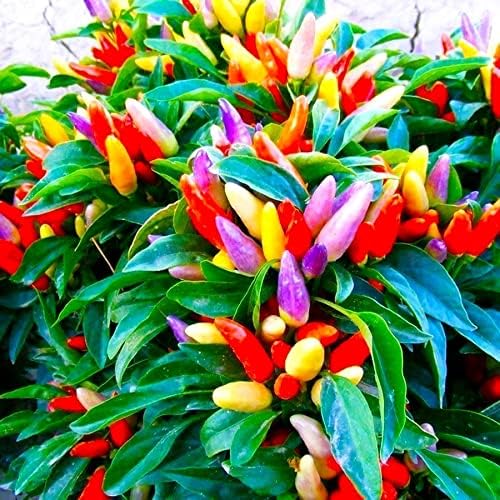 Seeds Decorative Pepper Masquerad Ornamental Hot Chili Pepper Multicolor 25+ Seeds for Planting Ideal for Pots