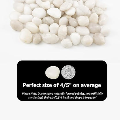 River Rocks - Natural Polished White Pebbles, 0.5-1 inch, 10 Lbs - Ideal for Indoor Planting, Vase Filling, Aquarium Decoration, and Garden Landscaping (White, Weight: 10 LB)