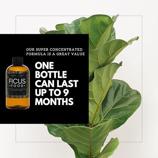 Lush Leaf | Plant Food (Ficus)