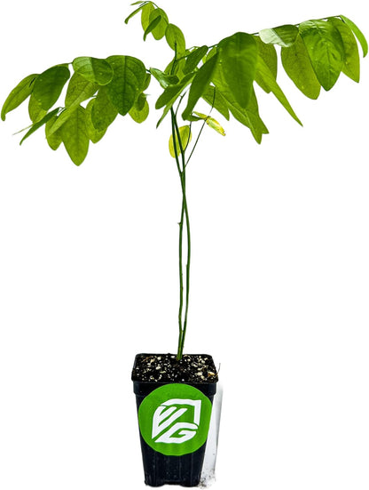 Katuk Tree Live Plant (Sweetleaf Bush) - Sauropus androgynus - Wellspring Gardens Salad Tree Starter Plant - Live Vegetable Plant - Easy to Grow - Ideal for Outdoor & Indoor Planting