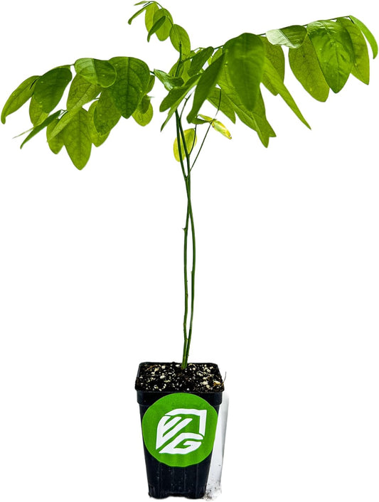 Katuk Tree Live Plant (Sweetleaf Bush) - Sauropus androgynus - Wellspring Gardens Salad Tree Starter Plant - Live Vegetable Plant - Easy to Grow - Ideal for Outdoor & Indoor Planting