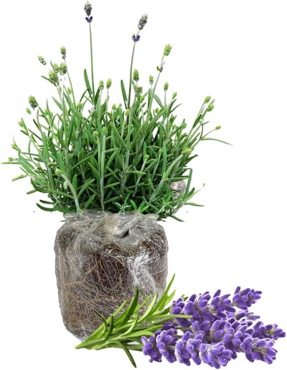 4 Lavender Plants Live, Purple Live Lavender Plant Indoor Outdoor, 5 to 8 Inch Tall Herb