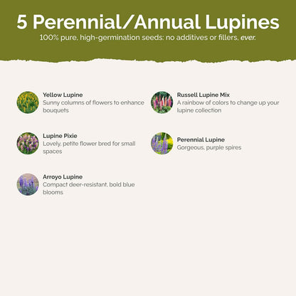 Eden Brothers Lupine Flower Mixed Seeds for Planting, 5 lb, 2,400,000+ Seeds with Russell, Arroyo, Yellow, Sky Lupine | Attracts Pollinators, Plant in Spring or Fall, Zones 3, 4, 5, 6, 7, 8, 9, 10