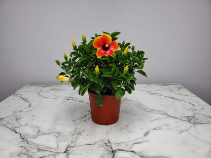 Hibiscus Bush - Fiesta Flower - Tropical Plants of Florida - Overall Height 22" to 26" (Plant Only)