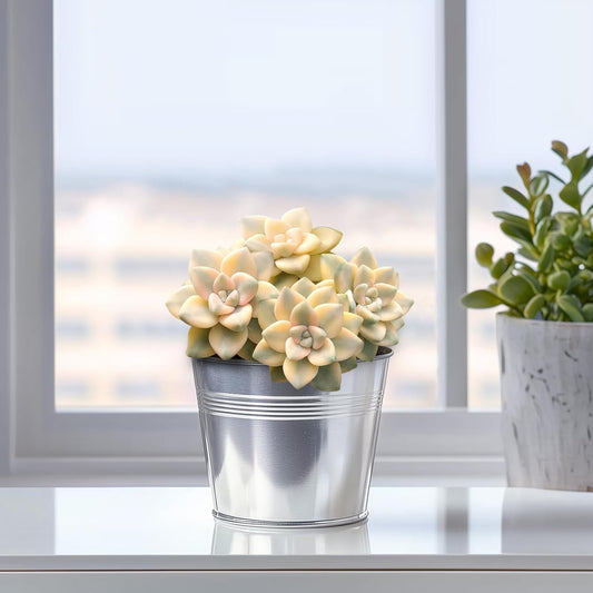 Live Succulents 'Apricot Beauty' (4-inch), Succulent Plants Fully Rooted in Pots with Soil, Easy-Care House Plant for DIY, Home Office Decor, Wedding Party Favor