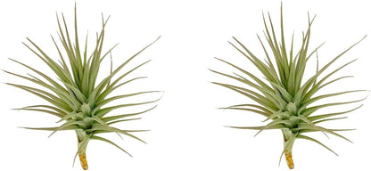 Air Plants - Flowering Tillandsia Lilla Lilac, Large 5" - 3ct - Live Arrival Guaranteed - House Plants for Home Decor & Gift