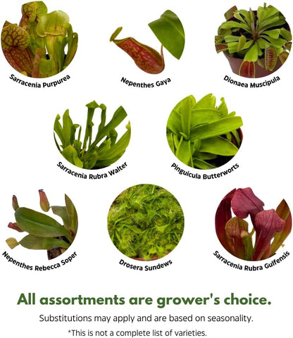 BubbleBlooms Carnivorous Plant Assortment Set, 5 Live Different Plants in 2 inch Pots