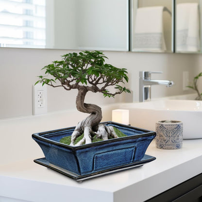 Large Ceramic Bonsai Pots with Drainage Trays Set of 2, 10" Blue Glazed Bonsai Planters for Indoor/Outdoor Use, Rectangular Shallow Bonzai Tree Pot for Succulent, Orchids, Cacti, Home, Patio, Garden