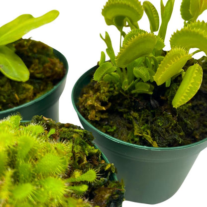 BubbleBlooms Carnivorous Assortment in 3 inch Pots Set of 3