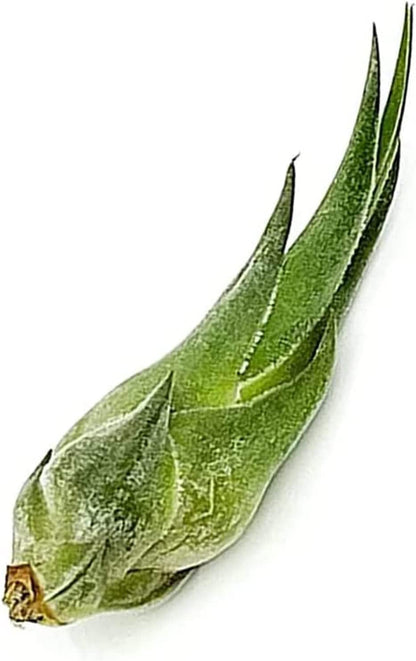 Air Plants - Tillandsia Seleriana, Large 4-6" - 2ct - Live Arrival Guaranteed - House Plants for Home Decor & Gift