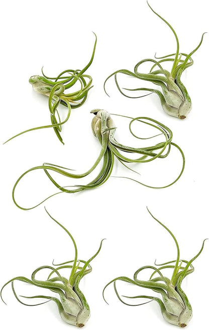 Air Plants - Flowering Tillandsia Caput Medusae, Large 5-7" - 5ct - Live Arrival Guaranteed - House Plants for Home Decor & Gift