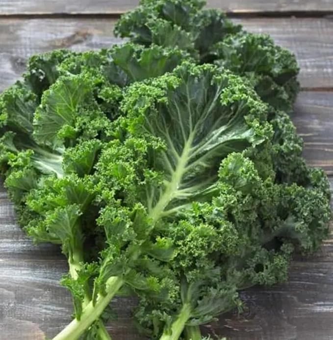 White Russian Kale Seeds for Planting – Plant & Grow Heirloom White Russian Kale in Home Outdoor Vegetable Garden, Brassica Napus – 5 Packets