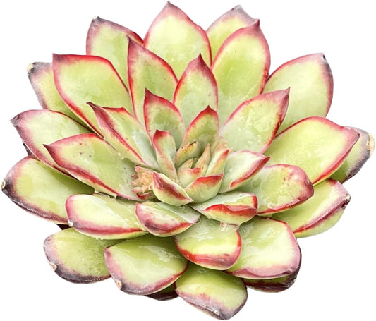 Sprout N Green Echeveria Mexican pulidonis, Live Rare Succulent Potted 2" Planter, Real House Plant for Party Favors Home Indoor Outdoor Garden Wedding Decoration DIY Projects