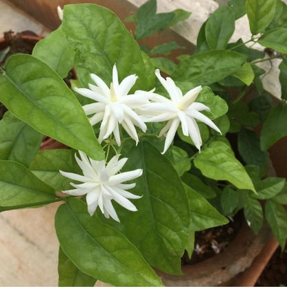 Jasmine Plants Live, Arabian Jasmine Plant Indoor, Fragrant Jasmines Flowers 4 to 7 Inch (Tropical Double)