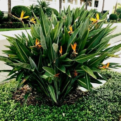 Bird of Paradise - Orange - Strelitzia Reginae. (4 Orange BoP in Cup)