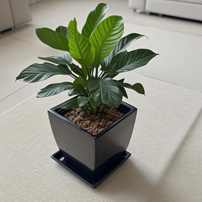 Square Plant Saucer 12 Inch 1 Pack，Plant Trays for Pots, Black Ceramic Plant Saucers for Indoors Outdoors, Plant Drip Tray 4 6 8 10 12 14 Inch