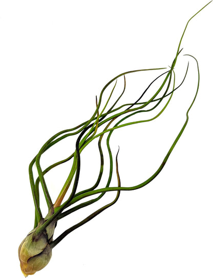 Air Plants - Flowering Tillandsia Bulbosa Guatemala, Large 3-5" - 1ct - Live Arrival Guaranteed - House Plants for Home Decor & Gift