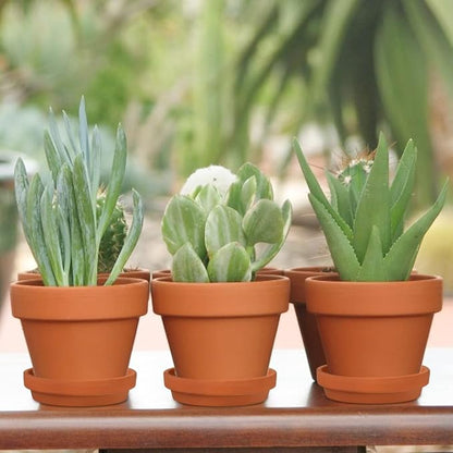 Briful 12 PCS Mini Terracotta Plant Pots 3.1"x2.9" Flower Pots Clay Pottery Planter with Saucer and Drainage Hole Cactus Succulent Nursery Pots- Great for Plants,Crafts