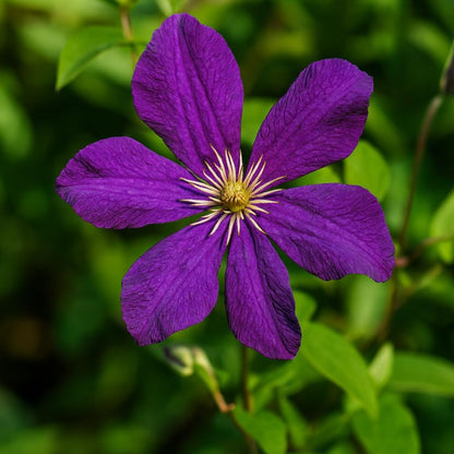 Perennial Farm Clematis 'Polish Spirit' Hybrid – Live Flowering Vine in 4 Quart Container, Abundant Purple-Blue Blooms, Vigorous Grower, Long Blooming, Ideal for Trellises, Fences & Garden Arches