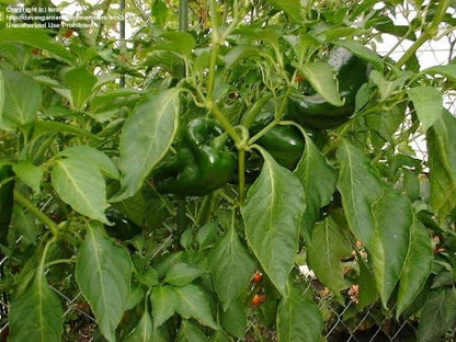 Clovers Garden Poblano Chili Pepper Plants-Two (2) Live Plants – Non-GMO - Not Seeds – Each 4"-8" Tall in 4 Inch Pots - Mild-Heat, 1500 SHU, Great for Drying
