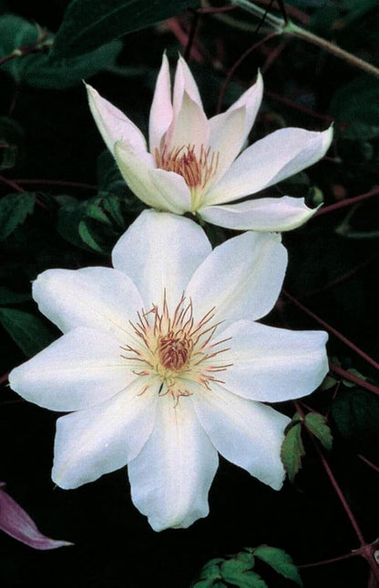 Perennial Farm Clematis 'Henryii' Hybrid – Live Flowering Vine in 4 Quart Container, Large Pure White Blooms with Creamy Centers, Long Blooming, Ideal for Trellises, Arbors & Classic Garden Displays