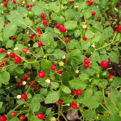 2 Hot Chile Chiltepin Pepper Plants Live, 120 Days Old Tepin Chili Pepper Plants, Chiltepin Pepper Live Plants for Planting