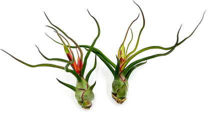Air Plants - Flowering Tillandsia Bulbosa Guatemala, Large 3-5" - 2ct - Live Arrival Guaranteed - House Plants for Home Decor & Gift