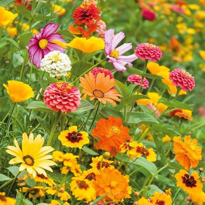 Eden Brothers Orange Sherbet Flower Mixed Seeds for Planting, 1 lb, 480,000+ Seeds with Cosmos Picotee, Bright Lights | Attracts Pollinators, Plant in Spring or Fall, Zones 3, 4, 5, 6, 7, 8, 9, 10