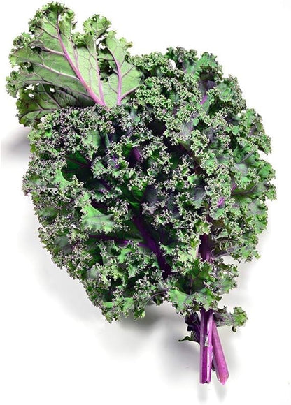 Red Russian Kale Seeds for Planting – Plant & Grow Heirloom Non GMO Red Russian Kale in Home Outdoor Vegetable Garden, Brassica Napus VAR. pabularia – 1 Packet Approx 200 Seeds
