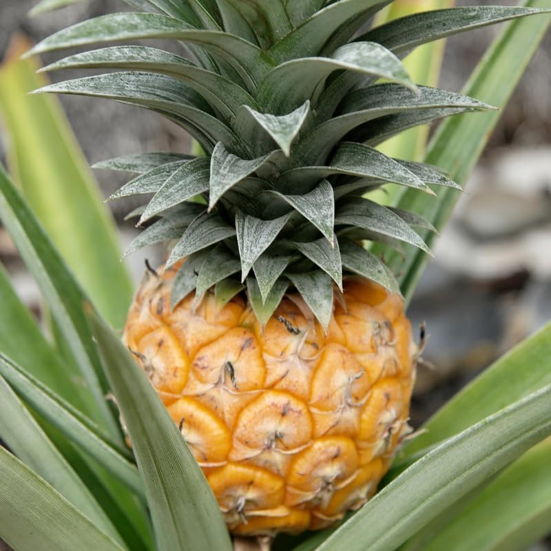 Sugarloaf Pineapple Plant Live for Planting 5 to 8 Inch Tall, Sweet Pineapple Fruit Tree Live Plant, Pineapple Seedling