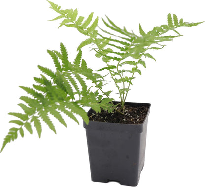 Greenwood Nursery: Live Perennial Plants - Ostrich Fern + Matteuccia Struthiopteris - [Qty: 3X Pint Pots] - (Click for Other Available Plants/Quantities)