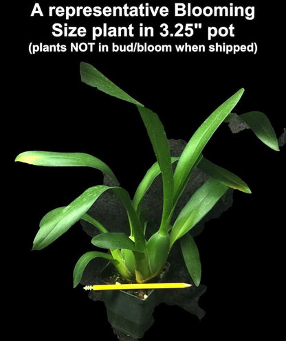 Charles M Fitch Izumi - Spicy Fragrance, Easy to Grow, floriferous (NOT in-Bud/Bloom When Shipped)