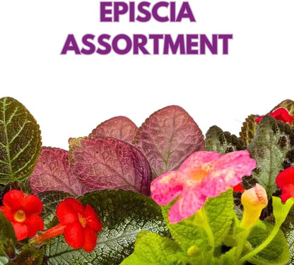 Harmony's Flame Violets Colorful Episcia Grower's Choice Mix 2 inch Set of 6 Rare Variegated and Collector's Varieties