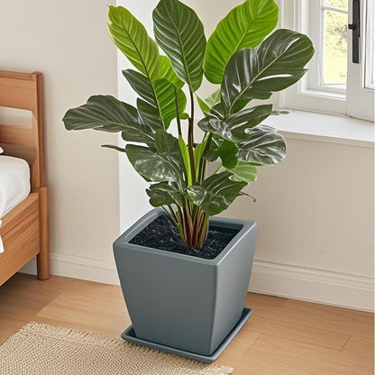 Square Plant Saucer 10 Inch 2 Pack，Plant Trays for Pots, Gray Ceramic Plant Saucers for Indoors Outdoors, Plant Drip Tray 4 6 8 10 12 14 Inch