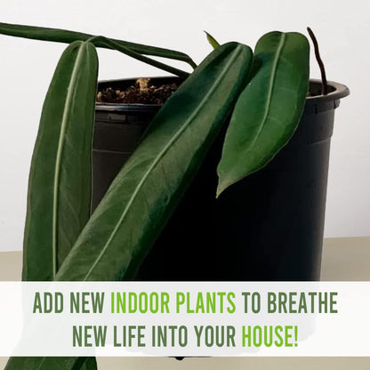 LEAL PLANTS ECUADOR Anthurium Pallidiflorum Live Plants| Green Live House Plant for Indoors|Rare and Exotic Indoor Plants for Living Room|Anthuriums Live Plants |Pallidiflorum Live Heart Plant