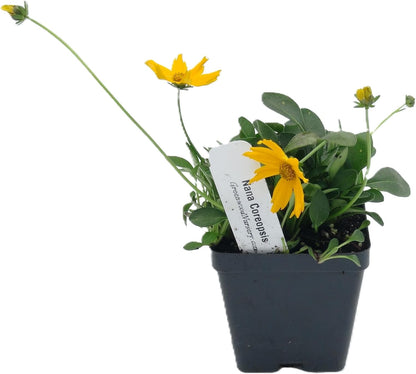 Greenwood Nursery: Live Perennial Plants - Nana Mouse Ear Tickseed + Coreopsis Auriculata - [Qty: 5X Pint Pots] - (Click for Other Available Plants/Quantities)