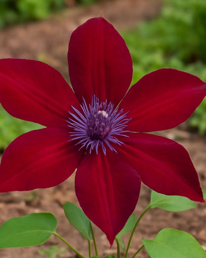 Perennial Farm Clematis Boulevard® Nubia™ Hybrid – Live Clematis Vine in 4 Quart Container, Rich Red Blooms, Compact Habit, Long Blooming, Perfect for Trellises, Containers & Small Space Gardens