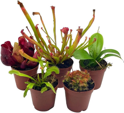 BubbleBlooms Carnivorous Plant Assortment Set, 5 Live Different Plants in 2 inch Pots